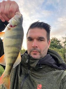 European Perch