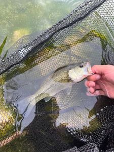 Smallmouth Bass