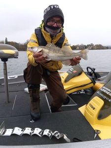 Zander