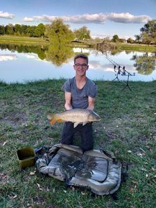 Common Carp