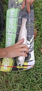 Rainbow Trout