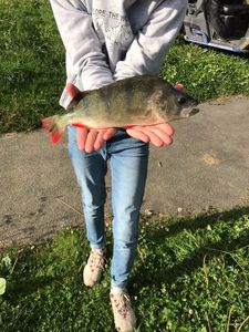 European Perch