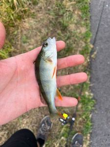European Perch