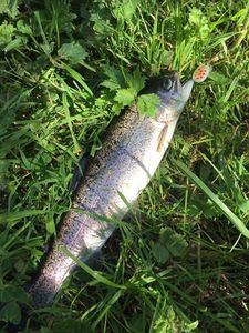 Rainbow Trout