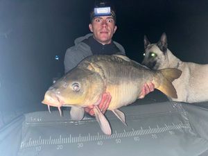 Mirror Carp