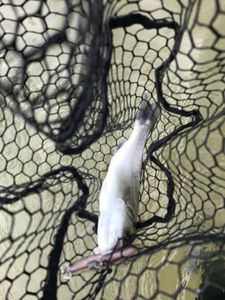 European Bass (Seabass)