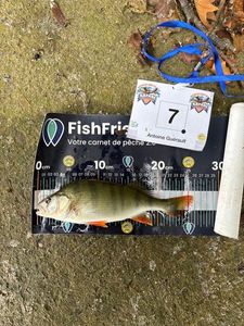 European Perch