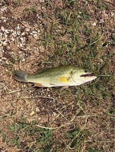Largemouth Bass
