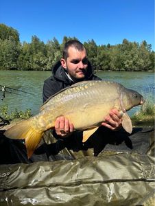 Mirror Carp