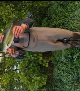 Largemouth Bass