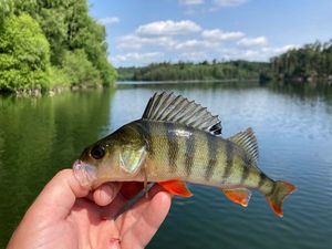 European Perch
