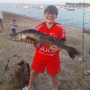 Zander