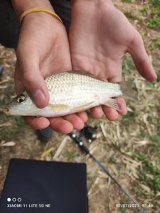 Crucian Carp