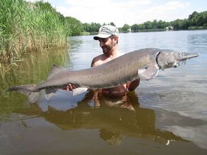 Siberian Sturgeon