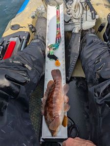 Ballan Wrasse