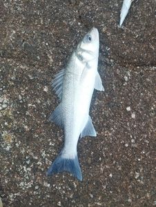European Bass (Seabass)