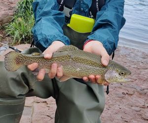 Rainbow Trout