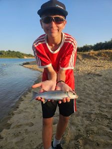 Thicklip Grey Mullet