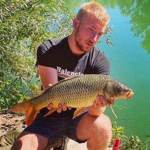 Common Carp