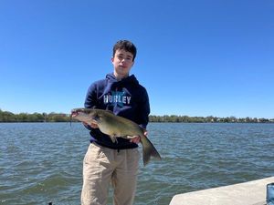 Channel Catfish