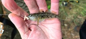 Round Goby