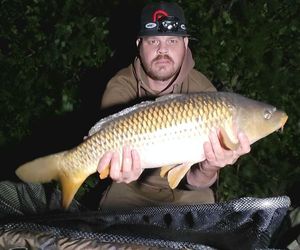 Common Carp