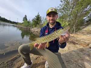 Northern Pike