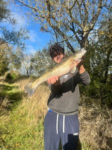 Zander