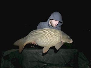 Common Carp