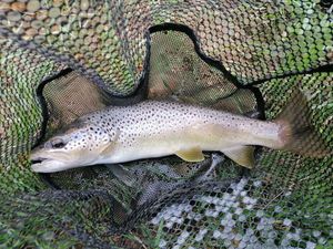 Brown Trout