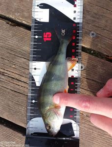 European Perch