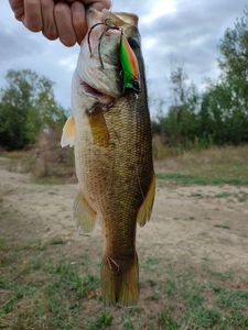 Largemouth Bass