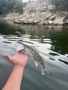 Zander