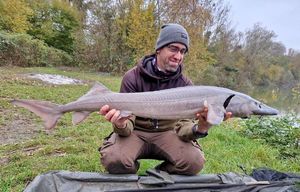 Siberian Sturgeon