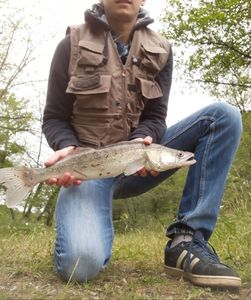 Zander