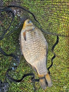 Crucian Carp