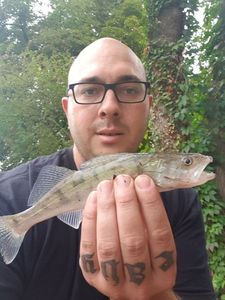 Zander