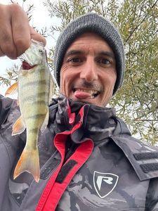 European Perch