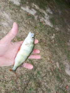 European Perch