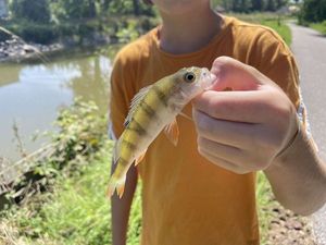 European Perch