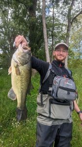 Largemouth Bass