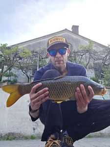 Common Carp