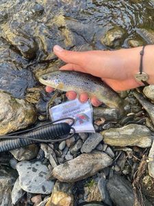 Brown Trout