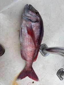 Red Porgy