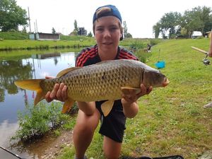 Common Carp