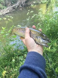 Brown Trout