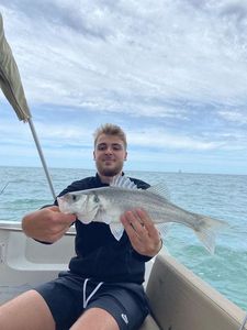 European Bass (Seabass)