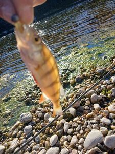 European Perch caught by Loic C