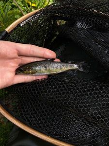 Brown Trout