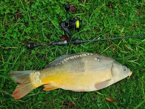 Mirror Carp